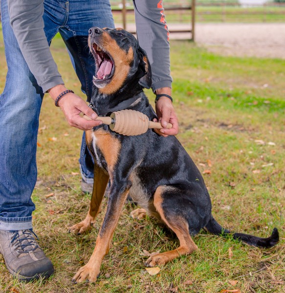 RolleHund2