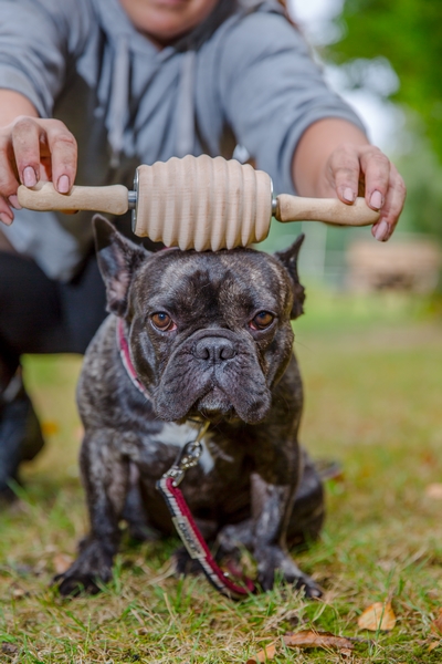 RolleHund4